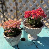 ヘリクリサム,白いムスカリ,花のある暮らしの画像