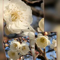 アリッサム,アリッサム,ガーベラ,ハボタン,ビオラの画像