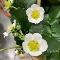 イチゴ,可愛い,白い花,和む,花のある暮らしの画像