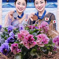 パンジー,ビオラ,カルーナ,ラナンキュラス　ラックス,パンジー 天の羽衣の画像