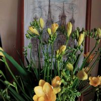 フリージア,切り花,フリージア  黄色の画像