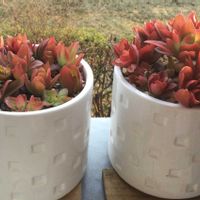 火祭り,火祭り,挿し芽で増える多肉の画像