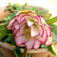 クリスマスローズ,クリスマスローズ ダブル ピコティ,お花,花のある暮らしの画像