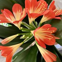 クンシラン,クンシラン,鉢植え,癒し,オレンジ色の画像