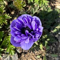 アネモネ,アネモネ,アネモネ,スカビオサ,スカビオサの画像