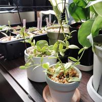 ディスキディア,カンガルーポケット,育成ライト,観葉植物,初心者の画像