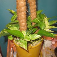 ポトス・ハッピーデー,観葉植物,インテリアグリーン,珍奇植物,風水の画像