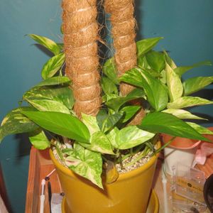 ポトス・ハッピーデー,観葉植物,インテリアグリーン,珍奇植物,風水の画像