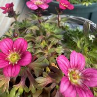 クモマグサ,マイガーデン,癒し,お花大好き♡,今日も笑顔で♡の画像