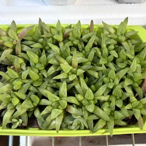 ハオルチア,ツルギダ,多肉植物,子株,観葉植物の画像