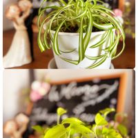 ポトス,オリヅルラン,山茶花,河津桜, 桜の花の画像