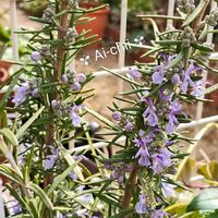 アリッサム,カレックス,ストック,ローズマリー,カルーナの画像