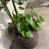 フィロデンドロンの画像