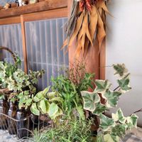 ローズマリー,ローズマリー,挿し木,今日の花,グリーンのある暮らしの画像