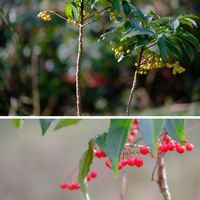 マンリョウ,おでかけ先,DIC川村記念美術館,佐倉市の画像