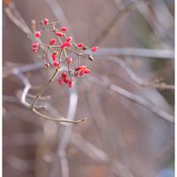 ガマズミ,おでかけ先,DIC川村記念美術館,佐倉市の画像