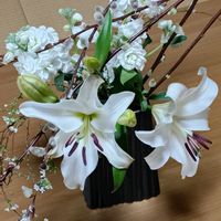 ストック,ストック,ネコヤナギ,ネコヤナギ,ユキヤナギの画像