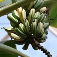 バナナ,ベゴニア,斑入り,オンシディオダ,神代植物公園の画像