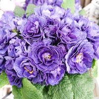 エニシダ,ローズマリー,プリムラ ベラリーナ,花友さんに感謝,チーム・ブルーの画像