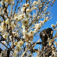 ウメ,マンサク,白加賀,酈懸(テッケン),日本庭園の画像