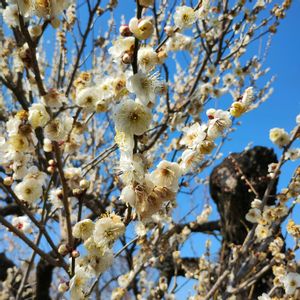 ウメ,マンサク,白加賀,酈懸(テッケン),日本庭園の画像