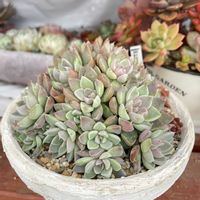 エレガンス,銀天女×ケッセルリンギアナ,ポメラニアン♡,多肉植物,新潟の画像