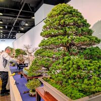 盆栽,盆栽展の画像