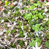 蔓万年草,多肉植物,セダム属,多肉大好き,つながりに感謝の画像