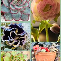 クリスマスローズ,ハートカズラ,花うらら,チワワエンシス,八重咲きクリスマスローズの画像