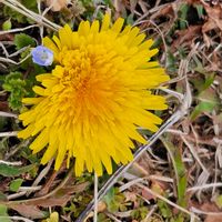 オオイヌノフグリ,タンポポの画像