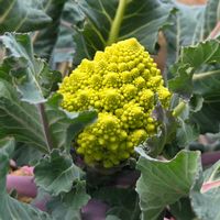 カランコエ,レタス,ロマネスコ,小松菜,リボベジの画像