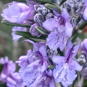 ローズマリー,マンネンロウ(ローズマリー),ハーブ,いい香り,綺麗な色♡の画像