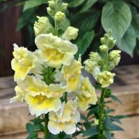 キンギョソウ,クレマチス,クレマチス アンスンエンシス,綺麗な色♡,パステルカラーの画像