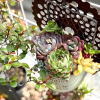 銘月,多肉寄せ植え,かわいいな♡,GS日和,庭の画像