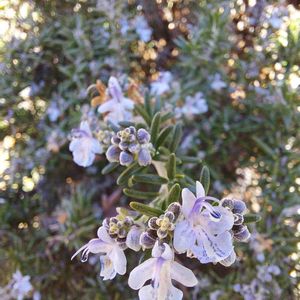 ローズマリー,ハーブのある暮らし,今日のお花,平和を願う,青い花マニアの画像