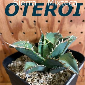 アガベ・オテロイ,実生の画像