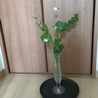 えんどう豆,癒し,花のある暮らし,ありがとう♡,えんどう豆の葉の画像