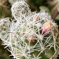 サボテン,シャコバサボテン,黄金細葉万年草,碧魚連,銀手毬の画像