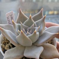 葉挿し,エケベリア属,多肉初心者,多肉植物とサボテン,室内管理の画像