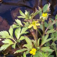 キツネノボタンの画像