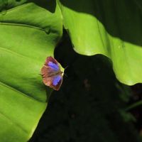 クワズイモ,クワズイモ,オオキンカメムシ,ムラサキツバメ,ムラサキツバメの画像