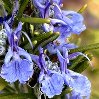 ローズマリー,ウエストリンギア（オーストラリアンローズマリー）,ローズマリー.マリンブルー,ハーブ,爽やかな香りの画像