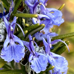 ローズマリー,ウエストリンギア（オーストラリアンローズマリー）,ローズマリー.マリンブルー,ハーブ,爽やかな香りの画像