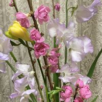 フリージア,モモ,スィートピーの画像