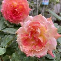 バラ,バラ　シャルール,バラ　シャルール,バラ　シャルール,バラ 鉢植えの画像