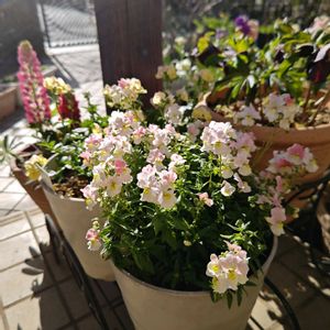 ストック,ネメシア,ノースポール,ビオラ,ネメシア メーテルの画像