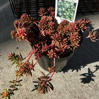 セダム,KOH.アルブムスプレンドレ,KOH.スプレンドレ,セダム大好き,繋がりに感謝✨の画像