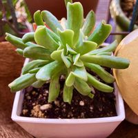 多肉,トップスプレンダーの画像