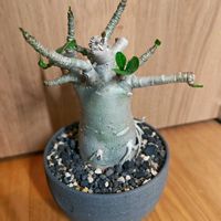 アデニウム アラビカム,鶴仙園,新葉,富士砂,起きた！の画像