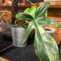 フィロデンドロン,フィロデンドロン・フロリダビューティー,botanical life,観葉植物のある暮らしの画像